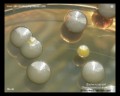 e.coli,s.aureus on brain heart infusion agar